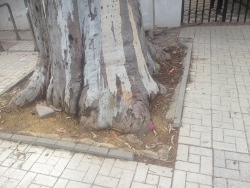 acera, bordillo árbol